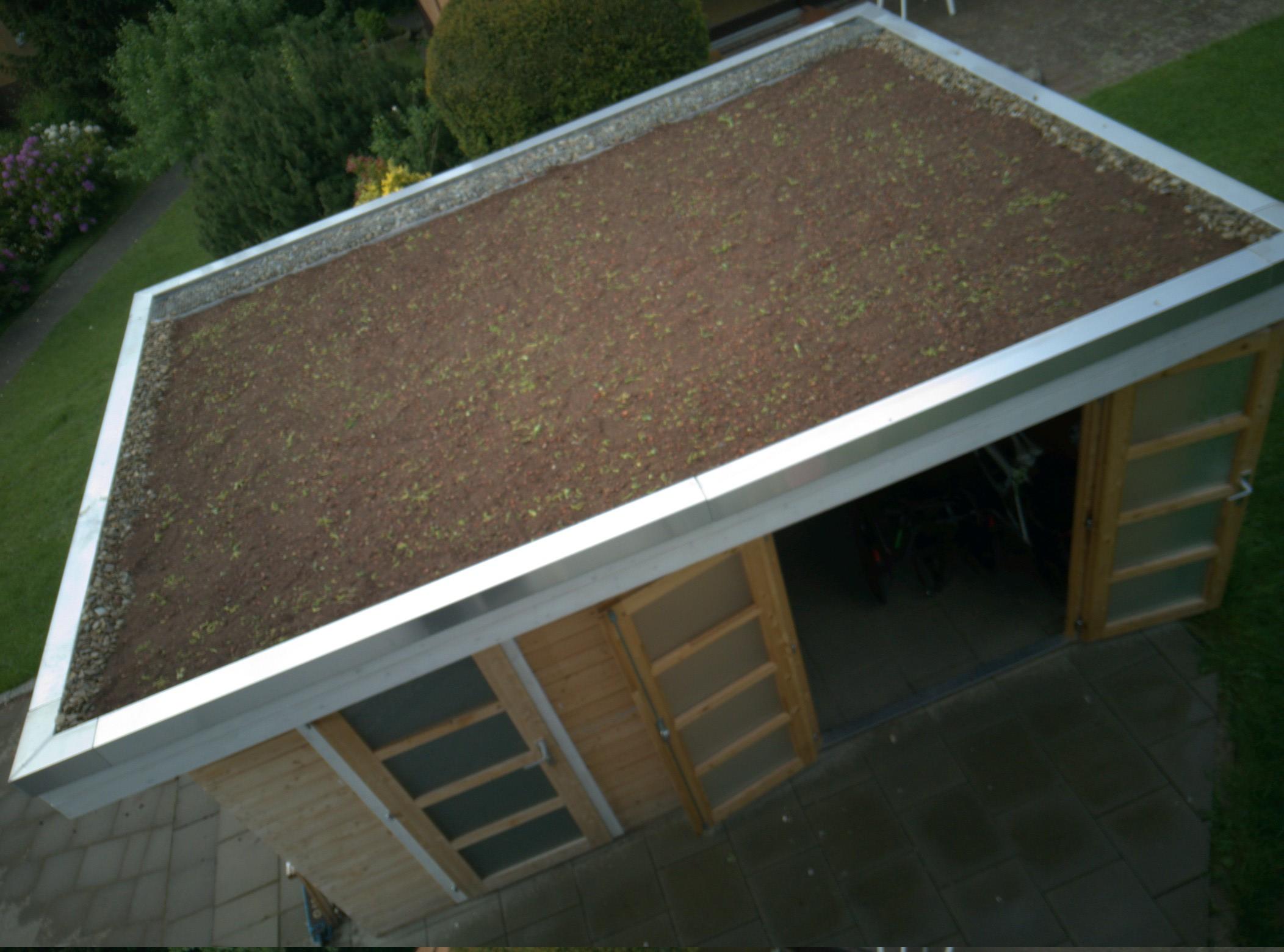 Dach Gartenhaus mit Sedumsprossen ausgestreut und bewässert