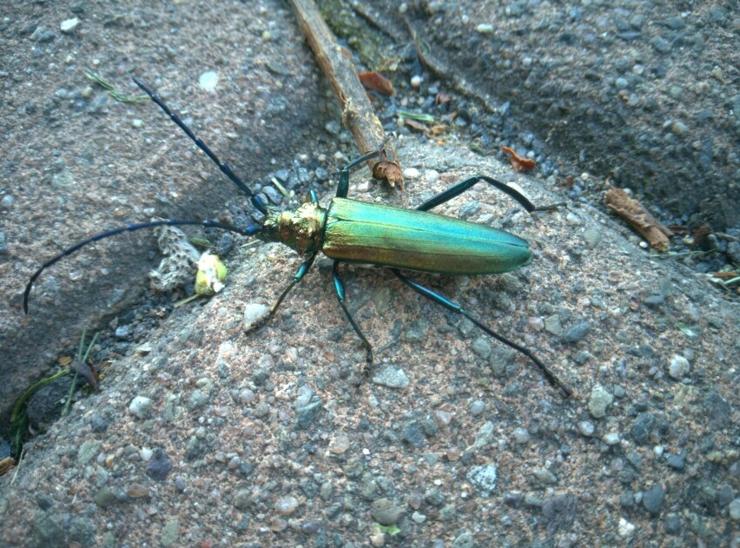 bug, green metalic